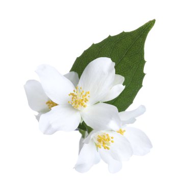 Beyaz yapraklı güzel yasemin tomurcukları.