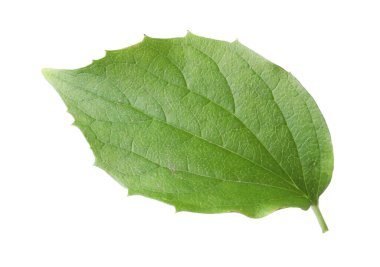 Bir yeşil yasemin yaprağı beyaza izole edilmiş.