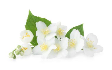 Beyaz yapraklı güzel yasemin tomurcukları