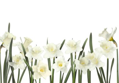 Beyaz arka planda güzel taze nergis çiçekleri