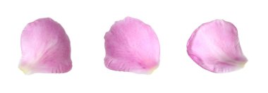 Beyaz arka planda güzel şakayık yaprakları, set