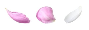 Beyaz arka planda güzel şakayık yaprakları, set