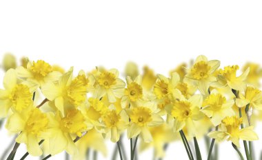 Beyaz arkaplanda güzel sarı nergis çiçekleri