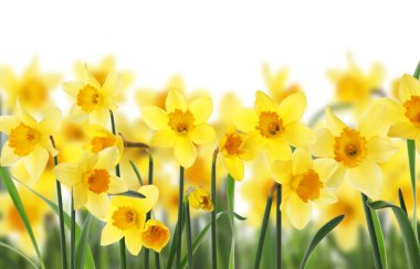 Beyaz arkaplanda güzel sarı nergis çiçekleri