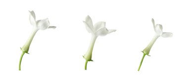 Güzel, küçük yasemin çiçekleri beyazlar üzerinde izole edilmiş.