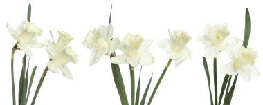 Beyaz arkaplanda Aromatik nergis çiçekleri, set