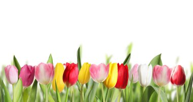 Beyaz arka planda güzel, parlak lale çiçekleri