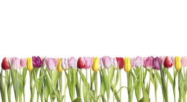 Beyaz arka planda güzel, parlak lale çiçekleri