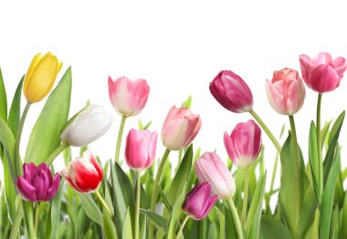 Beyaz arka planda güzel, parlak lale çiçekleri