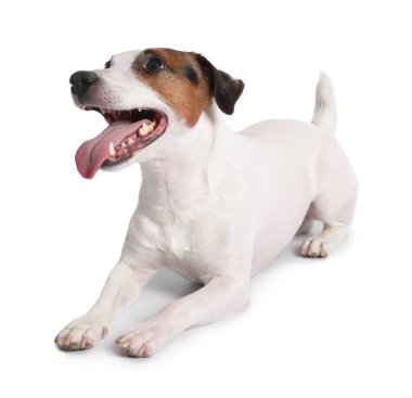 Beyaz arka planda sevimli Jack Russell Terrier köpeği