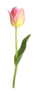 Güzel renkli bir lale beyaza izole edilmiş.