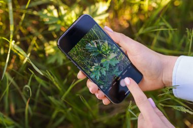 Açık havada akıllı telefondan bitki tanıma uygulaması kullanan bir kadın.