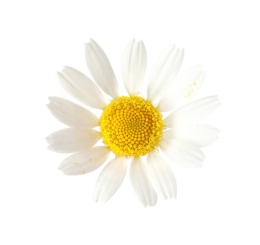 Beyaz arka planda güzel bir papatya çiçeği tomurcuğu