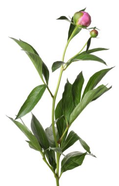 Tomurcukları ve yaprakları beyaza ayrılmış şakayık bitkisi.