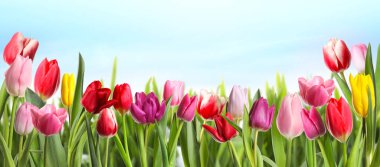 Mavi gökyüzünün altında güzel lale çiçekleri. Pankart tasarımı