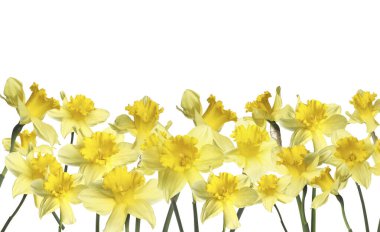 Beyaz arkaplanda güzel sarı nergis çiçekleri