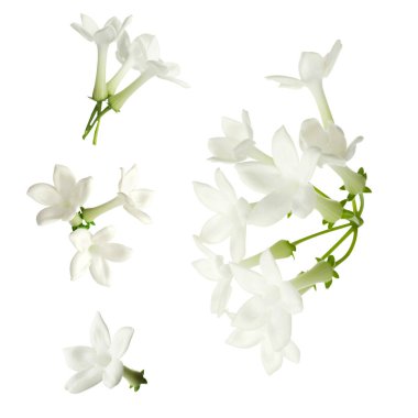 Güzel, küçük yasemin çiçekleri beyazlar üzerinde izole edilmiş.