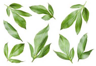 Yeşil şakayık yaprakları beyaz üzerine izole, set