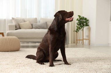 Evde yerde sevimli bir köpek var. Sevimli hayvan