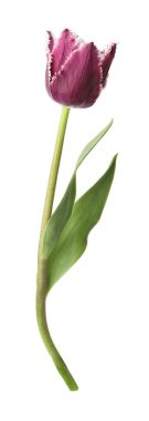 Bir güzel renkli lale beyazda izole edilmiş.