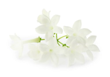 Güzel aromatik yasemin çiçekleri beyazda izole edilmiş.