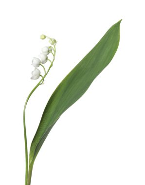 Vadinin güzel kokulu çiçekleri beyazlar üzerinde izole edilmiş.