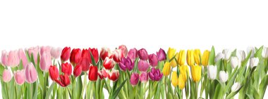 Beyaz arka planda güzel, parlak lale çiçekleri