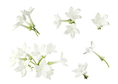 Güzel, küçük yasemin çiçekleri beyazlar üzerinde izole edilmiş.