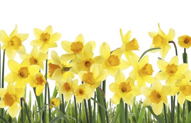 Beyaz arkaplanda güzel sarı nergis çiçekleri