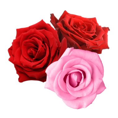 Güzel parlak gül çiçekleri, beyaz üzerine izole.