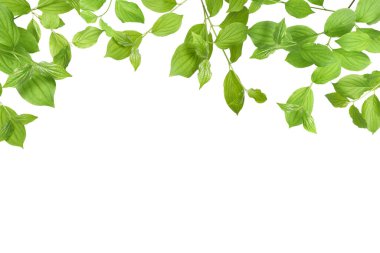 Beyaz arka planda taze yeşil yapraklı dallar