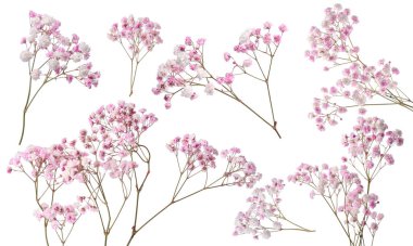 Beyaz arka planda küçük pembe çiçekli Gypå ila dalları, kolaj