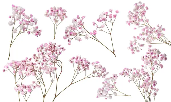 Beyaz arka planda küçük pembe çiçekli Gypå ila dalları, kolaj
