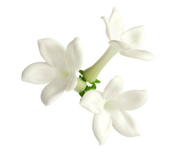 Güzel aromatik yasemin çiçekleri beyazda izole edilmiş.