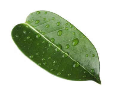 Yeşil yasemin yaprağı ve beyaz üzerine su damlaları.