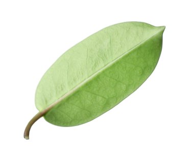 Bir yeşil yasemin yaprağı beyaza izole edilmiş.
