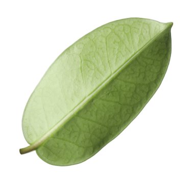 Bir yeşil yasemin yaprağı beyaza izole edilmiş.