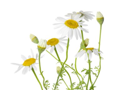 Bir sürü güzel papatya çiçeği beyaz üzerine izole edilmiş.