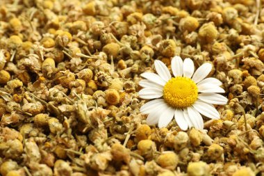 Arka plan olarak kuru ve taze papatya çiçekleri, yakın plan