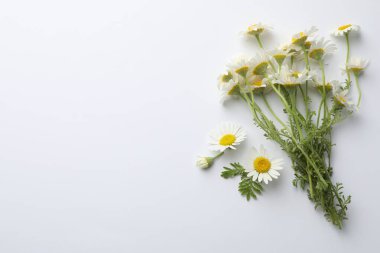 Beyaz arka planda güzel papatya çiçekleri, düz bir zemin. Metin için boşluk