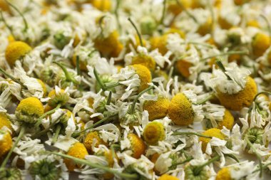 Arka plan olarak birçok kuru papatya çiçeği, yakın plan