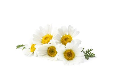 Güzel papatya tomurcukları ve yeşil yapraklar beyaz üzerine izole edilmiş.