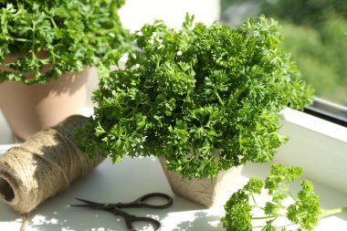 Maydanoz bitkileri, iplik ve makas pencere pervazına, yakın plan