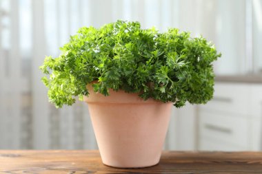 İçerideki ahşap masaya maydanoz sakladım. Yakın plan.