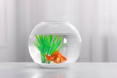 Akvaryumda temiz suyla yüzen altın balıklar açık gri masada bulanık arka planda, yakın planda