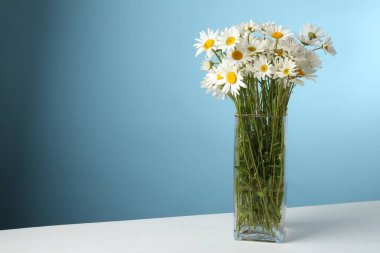 Beyaz masadaki vazoda bir sürü güzel papatya çiçeği açık mavi arka planda, yakın plan. Metin için boşluk