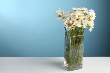 Beyaz masadaki vazoda bir sürü güzel papatya çiçeği açık mavi arka planda, yakın plan. Metin için boşluk