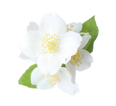 Beyaz yapraklı güzel yasemin çiçekleri