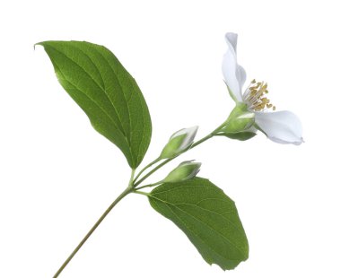 Güzel yasemin çiçekleriyle dolu bir dal beyaz üzerine izole edilmiş