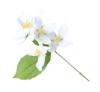 Güzel yasemin çiçekleriyle dolu bir dal beyaz üzerine izole edilmiş